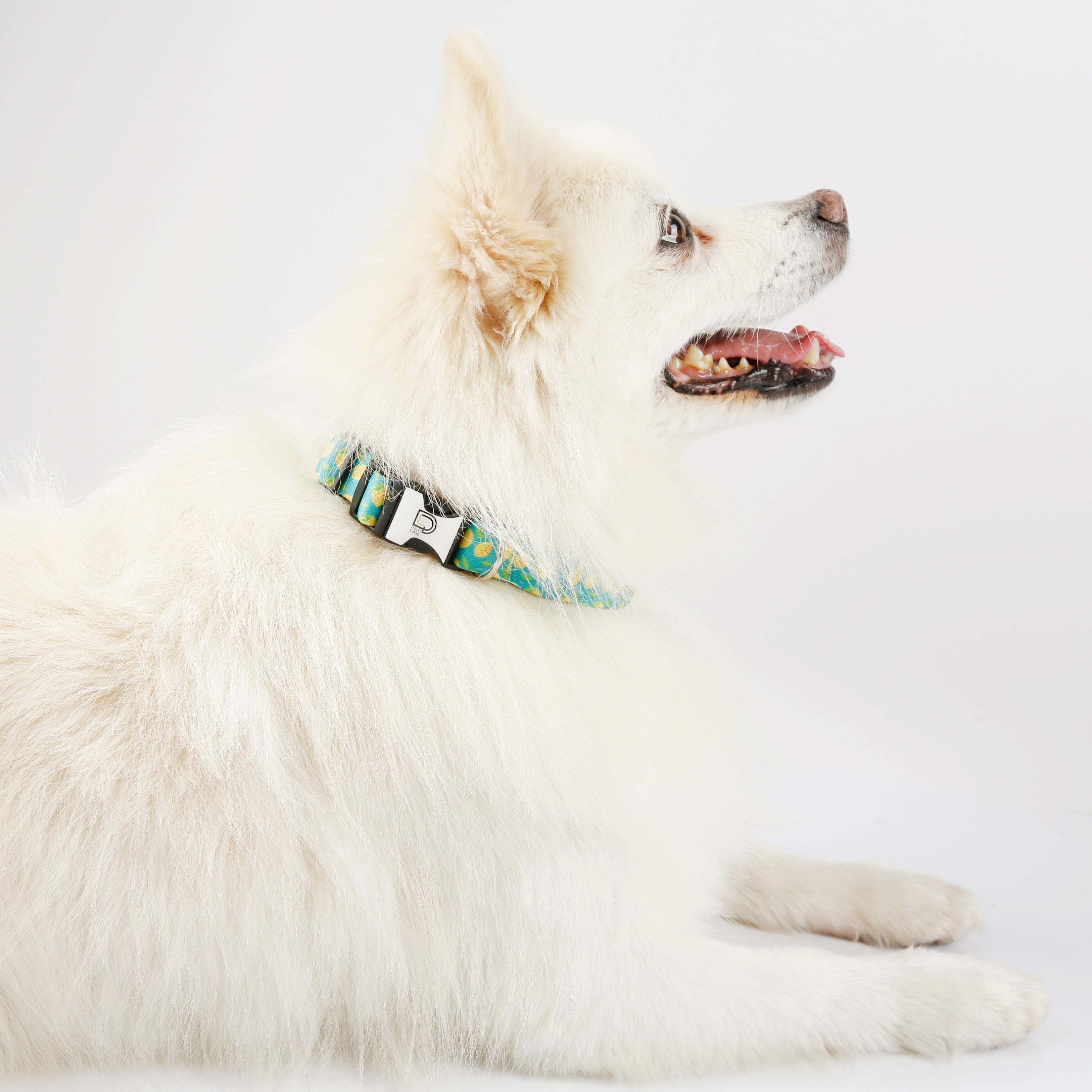 Fabric Patterned Adjustable Dog Collar